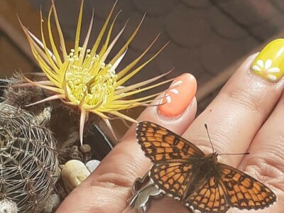 BiH kaktusi i sukulenti
