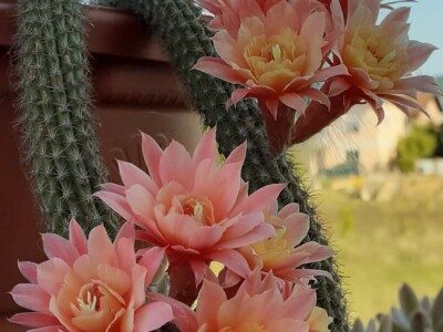 BiH kaktusi i sukulenti