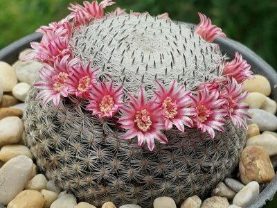 BiH kaktusi i sukulenti