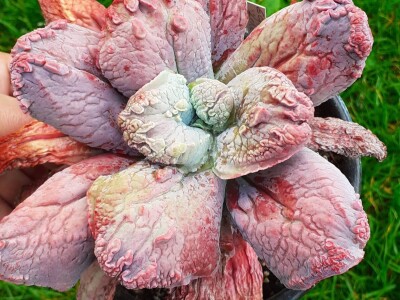 BiH kaktusi i sukulenti