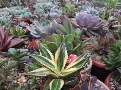 BiH kaktusi i sukulenti