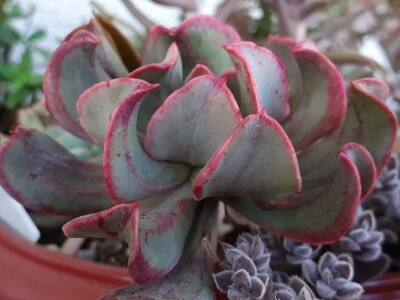 BiH kaktusi i sukulenti