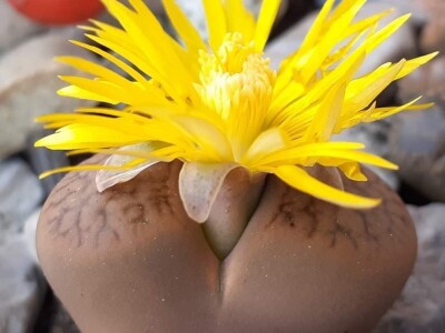 BiH kaktusi i sukulenti