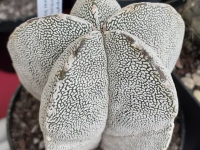 BiH kaktusi i sukulenti