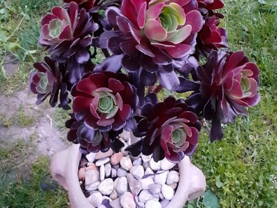 BiH kaktusi i sukulenti