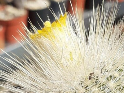 BiH kaktusi i sukulenti