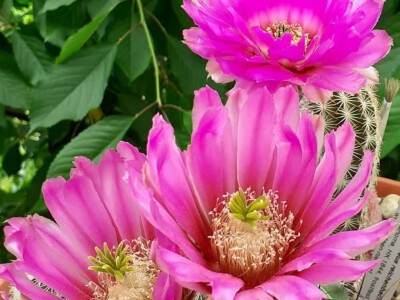 BiH kaktusi i sukulenti