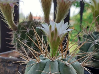 BiH kaktusi i sukulenti