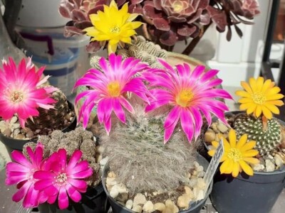 BiH kaktusi i sukulenti