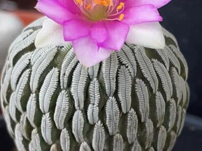 BiH kaktusi i sukulenti