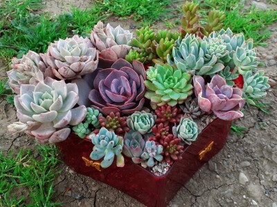 BiH kaktusi i sukulenti