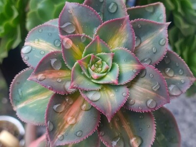 BiH kaktusi i sukulenti