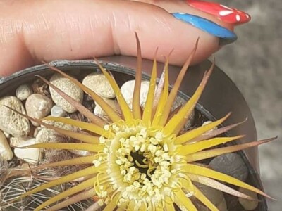 BiH kaktusi i sukulenti