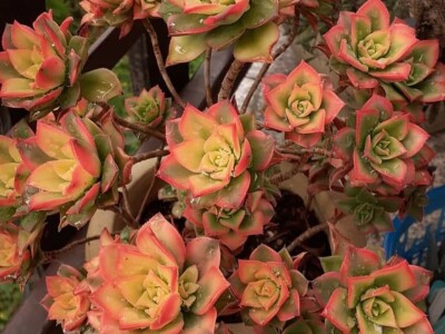 BiH kaktusi i sukulenti