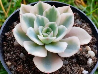 BiH kaktusi i sukulenti