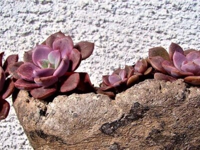 BiH kaktusi i sukulenti