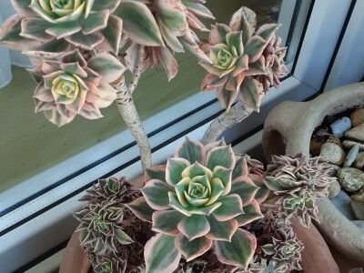 BiH kaktusi i sukulenti