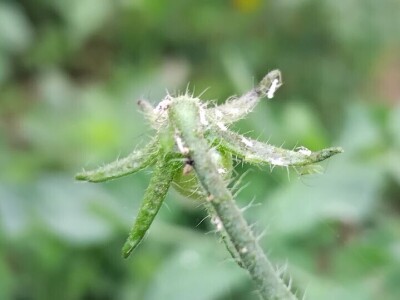 Bijela leptirasta vaš