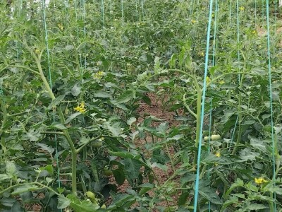 Bijela leptirasta vaš