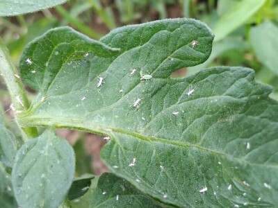 Bijela leptirasta vaš