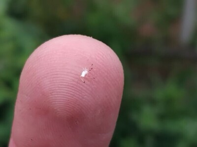 Bijela leptirasta vaš