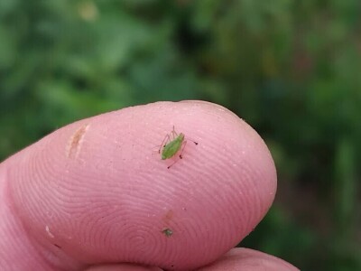 Bijela leptirasta vaš