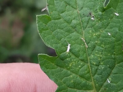 Bijela leptirasta vaš