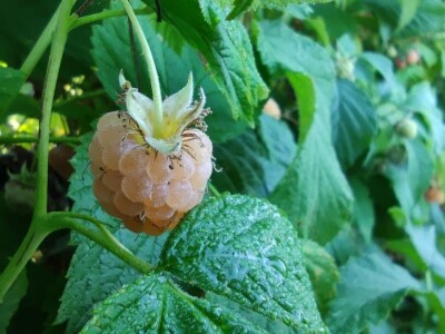 Bijela malina Bijela malina