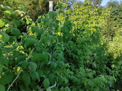 Bijela malina Bijela malina