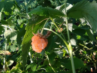 Bijela malina Bijela malina