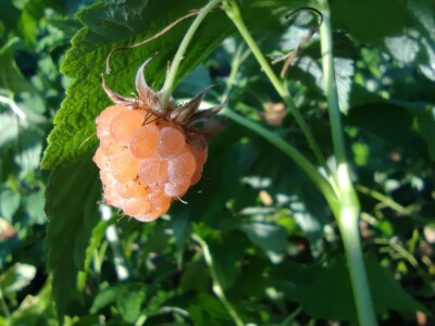 Bijela malina Bijela malina