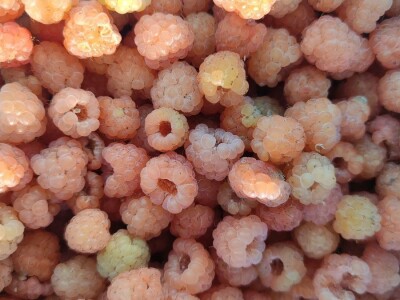 Bijela malina Bijela malina