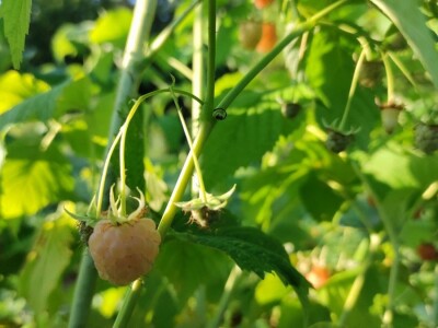 Bijela malina Bijela malina