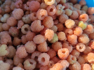 Bijela malina Bijela malina