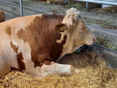 Bik Veliša Bik Veliša