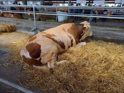 Bik Veliša Bik Veliša