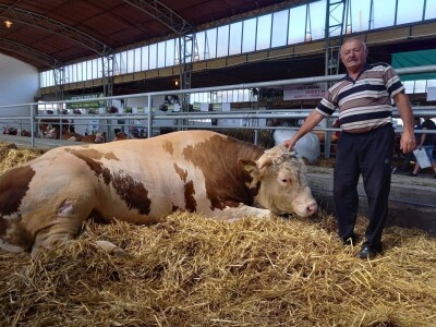 Bik Veliša - najteži bik Novosadskog sajma