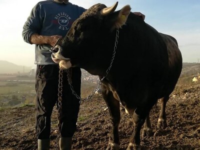 Bikovi porodice Lučić