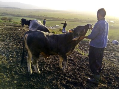 Bikovi porodice Lučić