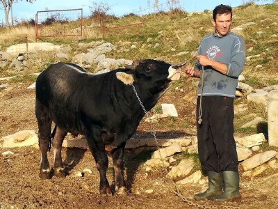 Bikovi porodice Lučić