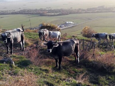 Bikovi porodice Lučić