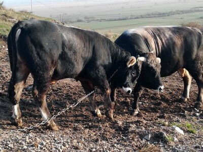 Bikovi porodice Lučić