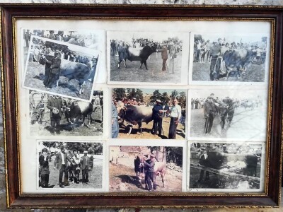 Bikovi porodice Lučić