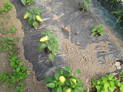 bila puna iskušenja i problema, drugu smo uspješno savladali