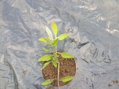 bila puna iskušenja i problema, drugu smo uspješno savladali