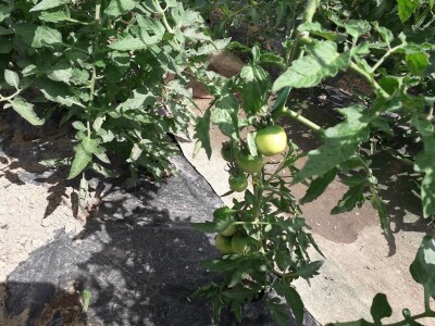 bila puna iskušenja i problema, drugu smo uspješno savladali