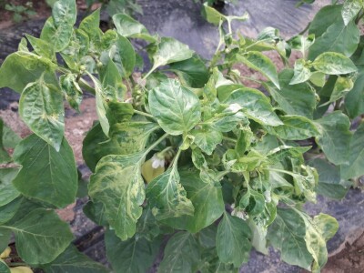 bila puna iskušenja i problema, drugu smo uspješno savladali