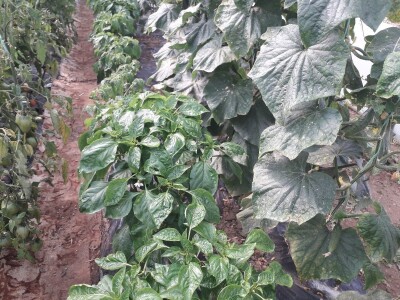 bila puna iskušenja i problema, drugu smo uspješno savladali