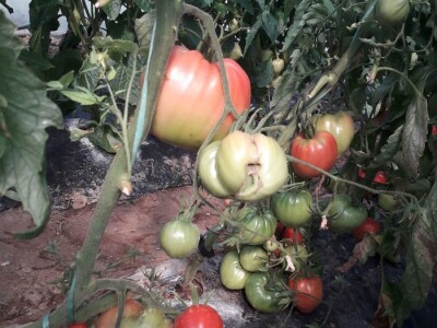 bila puna iskušenja i problema, drugu smo uspješno savladali