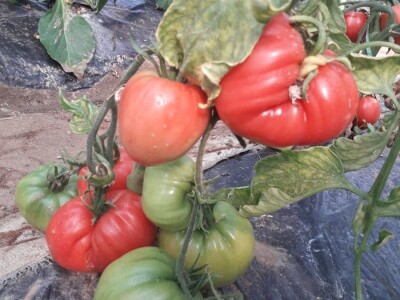 bila puna iskušenja i problema, drugu smo uspješno savladali